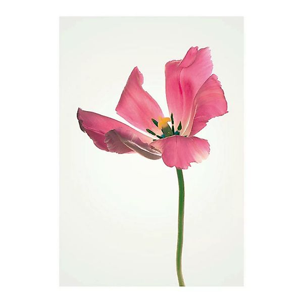 Komar Wandbild Tulip Tulpe B/L: ca. 40x50 cm günstig online kaufen