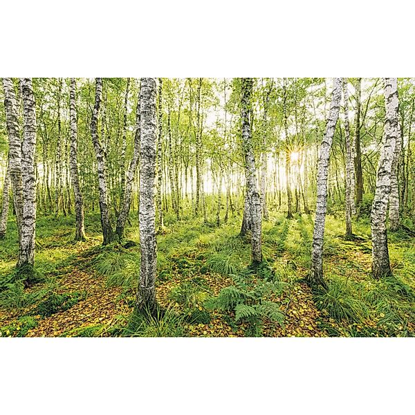 Komar Fototapete Vlies Birch Trees  400 x 250 cm günstig online kaufen