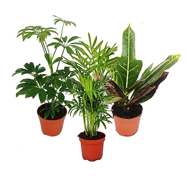 Exotenherz Zimmerpflanzen Set mit 3 Pflanzen Typ 1 9cm günstig online kaufen