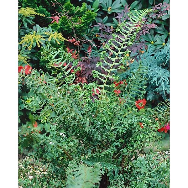 Dryopteris Affinis Cristata The King Goldschuppenfarn Ca. 9x9 cm Topf günstig online kaufen