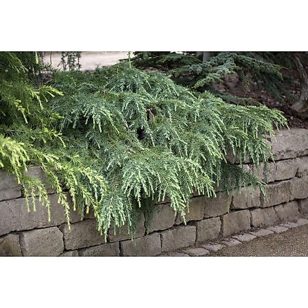 Cedrus Deodara Feelin Blue Himalaya-Zeder Kompakt 25–30 cm günstig online kaufen
