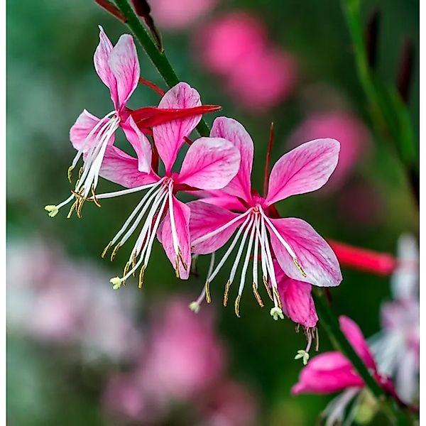 Prachtkerze Gaudi Pink - Gaura,indheimeri günstig online kaufen
