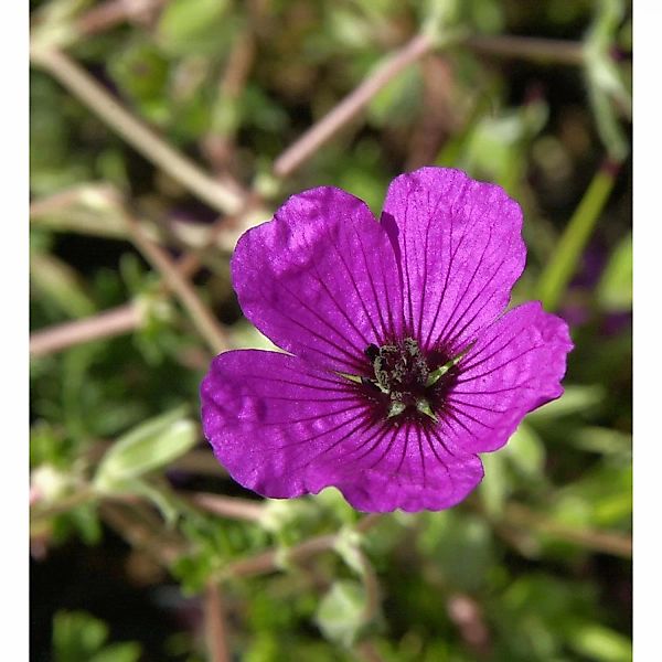 Storchenschnabel Giuseppii - Geranium cinereum günstig online kaufen