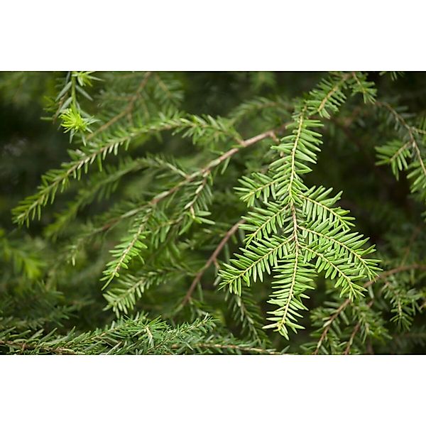 Tsuga Canadensis Kanadische Hemlocktanne 175–200 cm günstig online kaufen