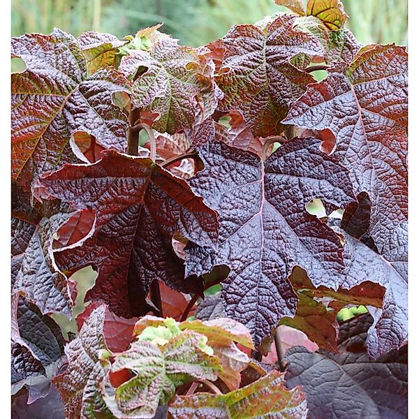 Eichenblättrige Hortensie Ruby Slippers 30-40cm - Hydrangea quercifolia günstig online kaufen