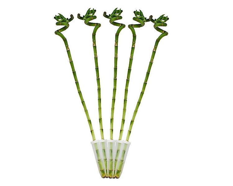 Exotenherz Zimmerpflanze 5er Set Glücksbambus 'Lucky Bamboo' spiralförmig i günstig online kaufen