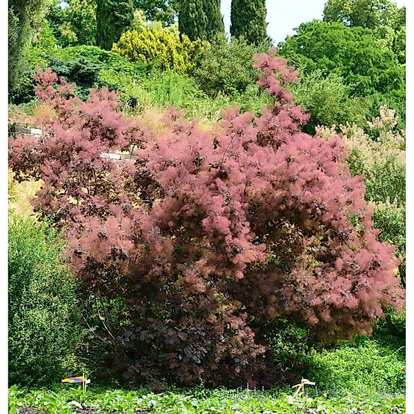 Perückenstrauch Red Spirit 40-60cm - Cotinus coggygria günstig online kaufen
