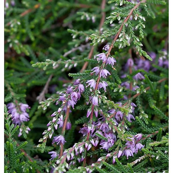 10x Besenheide Kuphaldtii - Calluna vulgaris günstig online kaufen