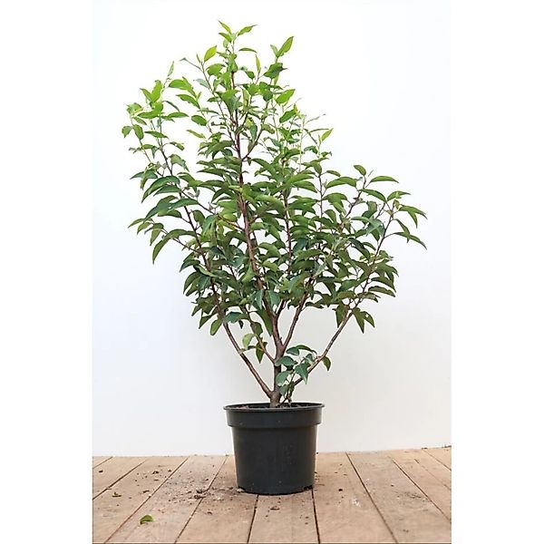 Prunus lusitanica 'Angustifolia' 40-60 cm günstig online kaufen