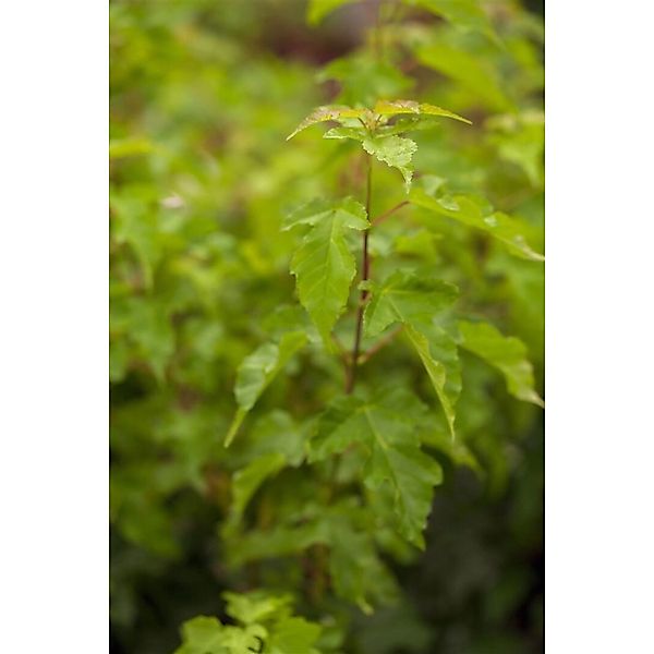 Acer Ginnala Feuerahorn 125–150 cm Leuchtend Rot günstig online kaufen