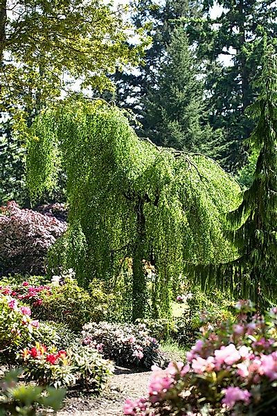 Pflanzen für Dich Gehölze Betula pendula Youngii, 1 St., Hänge-Birke, Traue günstig online kaufen