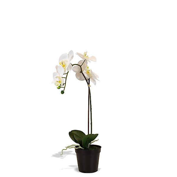 Orchidee Kunstpflanze, Höhe 55 cm, weiß günstig online kaufen