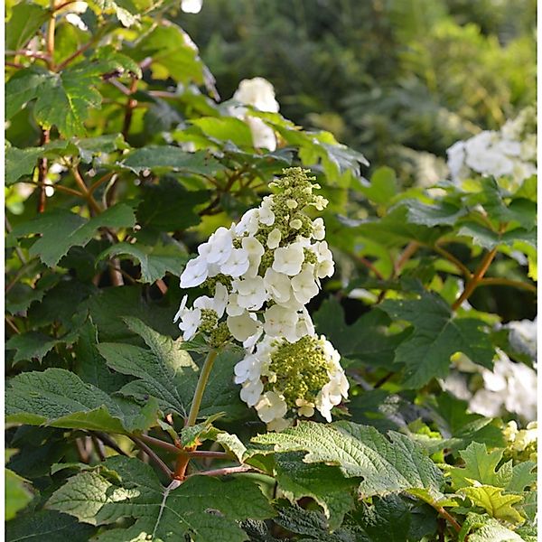 Eichenblättrige Hortensie Jetstream 40-60cm - Hydrangea quercifolia günstig online kaufen