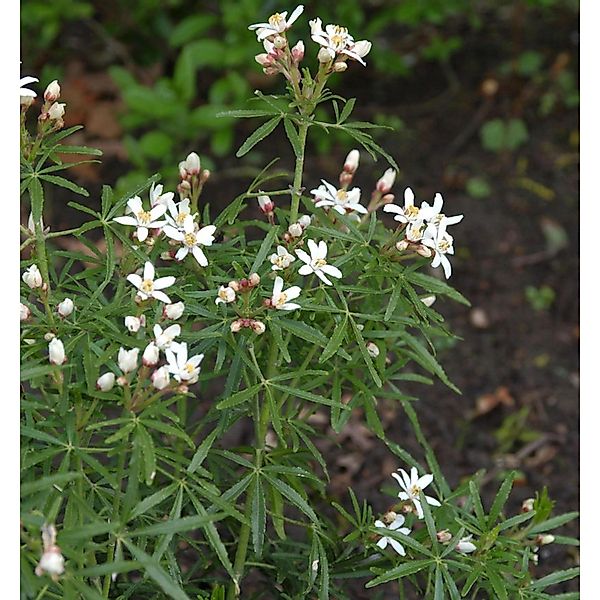 Orangenblume Scented Gem 60-80cm - Choisya ternata günstig online kaufen