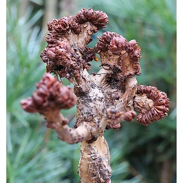 Hochstamm Gespensterkastanie 80-100cm - Aesculus hippocastanum günstig online kaufen