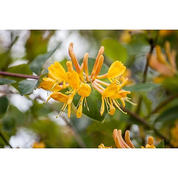 Lonicera Tellmanniana Geißblatt Orange-Gelb 80–100 cm günstig online kaufen