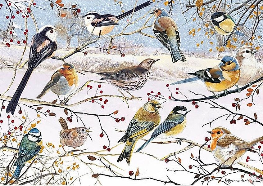 Otter House Puzzle Vögel im Winter, Puzzleteile günstig online kaufen