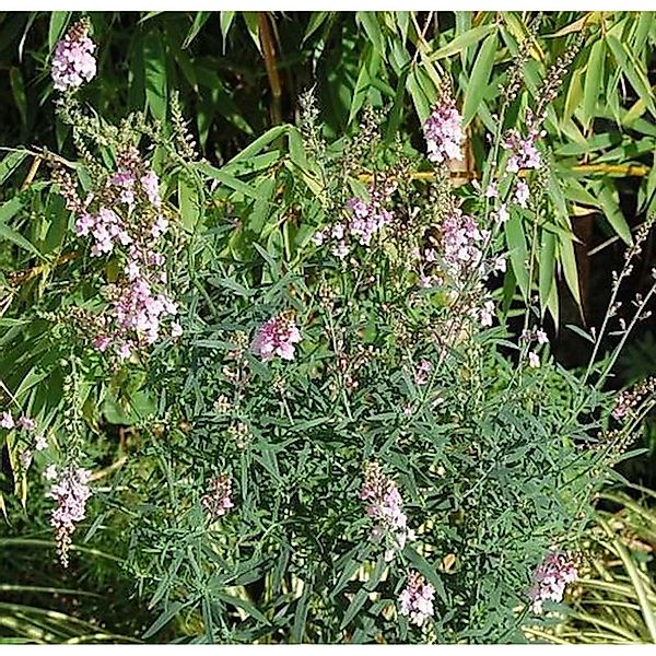 Italienisches Leinkraut Canon J. Want - Linaria purpurea günstig online kaufen