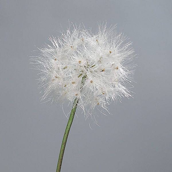 Kunstblume künstliche Pusteblume Löwenzahn 80cm oder günstig online kaufen