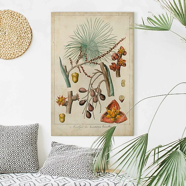 Leinwandbild Vintage Lehrtafel Exotische Palmen III günstig online kaufen
