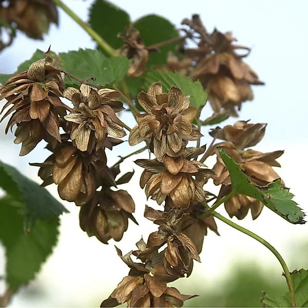 Hopfen Pure 40-60cm - Humulus,upulus günstig online kaufen