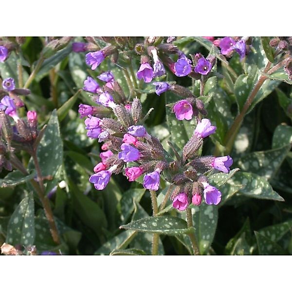 Pulmonaria Longifolia Schmalblättriges Lungenkraut Ca. 9x9 cm Topf günstig online kaufen