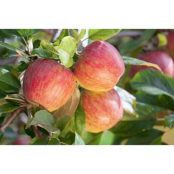 Pflanzen für Dich Obstpflanze Malus 'Gala', 1 St., Gala-Apfel, Apfelbaum, s günstig online kaufen