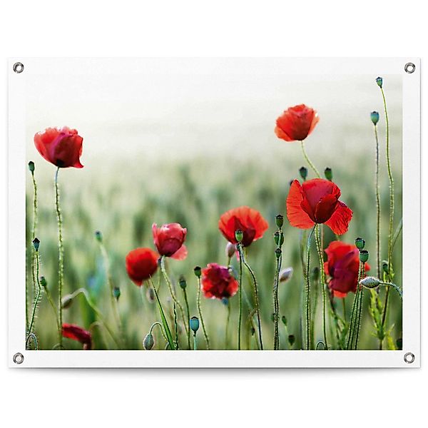 Reinders Poster "Mohnblüten", Outdoor für Garten oder Balkon günstig online kaufen