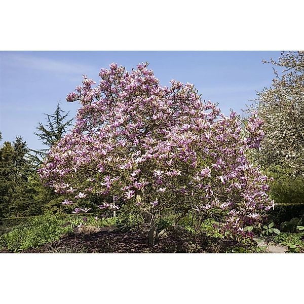Magnolia 'Galaxy' Magnolie 80-100 cm günstig online kaufen