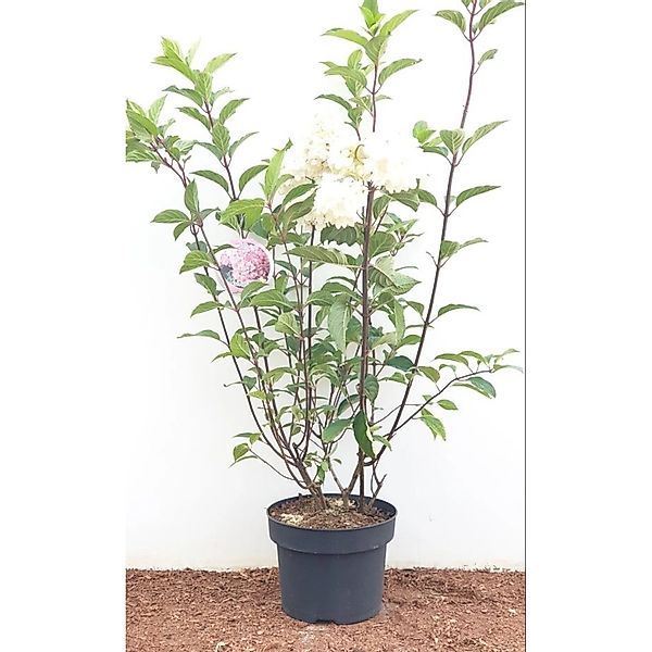Hydrangea Paniculata Rispenhortensie Vanille-Fraise R 40-60 cm günstig online kaufen