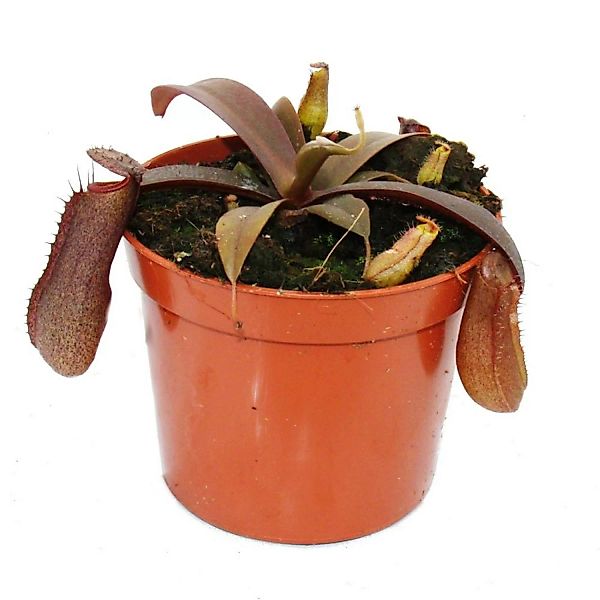 Exotenherz Rotblättrige Kannenpflanze Nepenthes 9cm günstig online kaufen