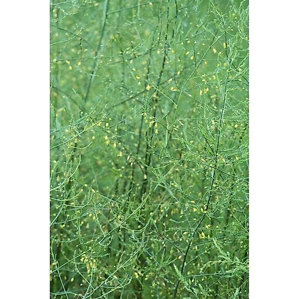 Asparagus Pseudoscaber Spitzenschleier Ca. 11x11 cm Topf günstig online kaufen