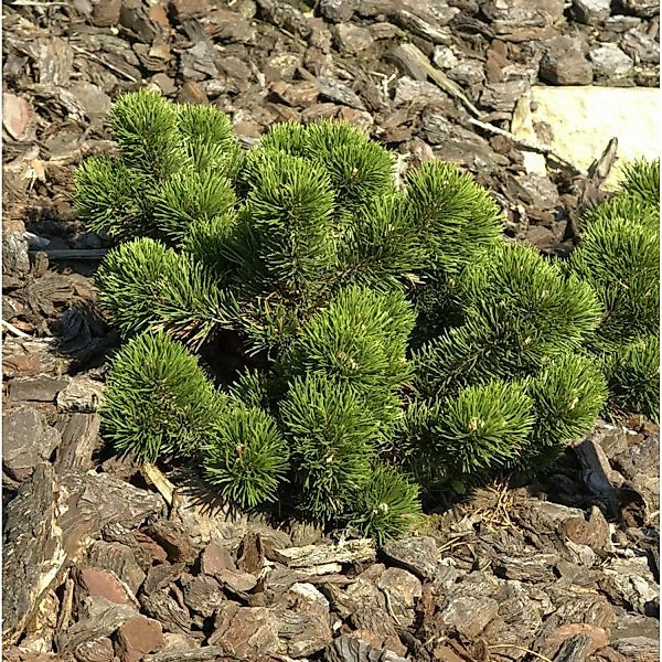 Bizarre Zwerg Kiefer Jakobsen 30-40cm - Pinus mugo günstig online kaufen
