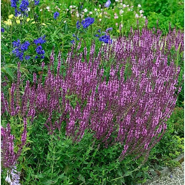 Salbei Pink Friesland - Salvia nemorosa günstig online kaufen