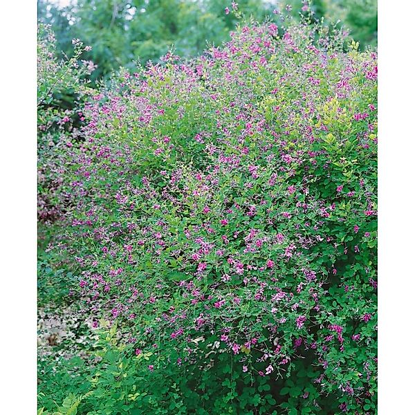 Lespedeza Bicolor Buschklee 30-40 cm günstig online kaufen