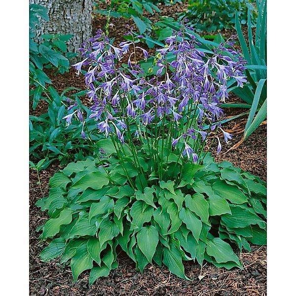 Hosta Venusta Zwergfunkie Ca. 9x9 cm Topf günstig online kaufen