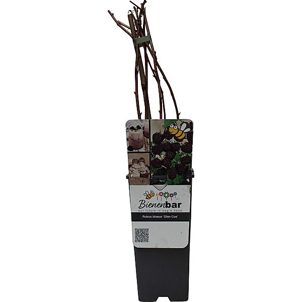 GROW by OBI Bio Himbeere Glen Coe Rosa-Violett Höhe ca. 20-30cm Topf ca. 2, günstig online kaufen