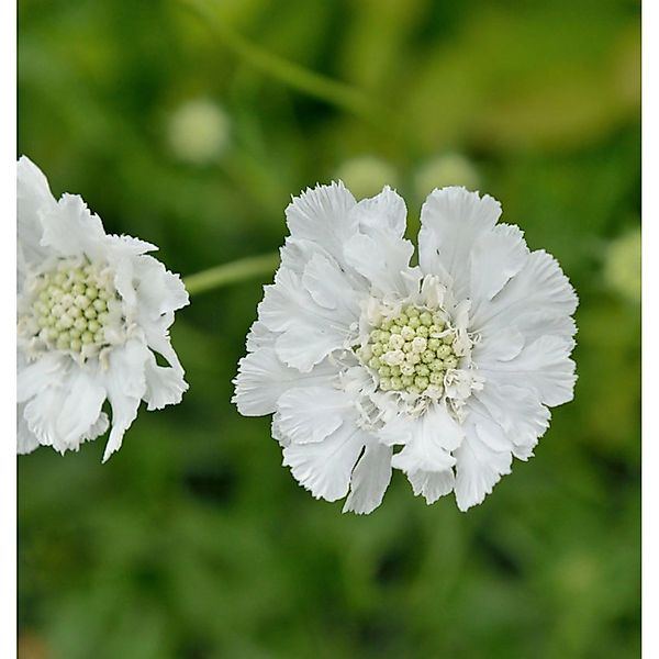 Kaukasus Skabiose Miss Willmott - Scabiosa caucasica günstig online kaufen