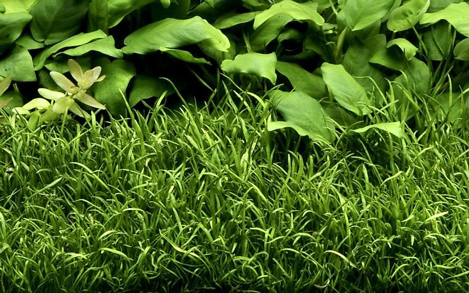 Aquaone Wasserpflanze Aquarium Pflanze Lilaeopsis brasiliensis Wasserpflanz günstig online kaufen