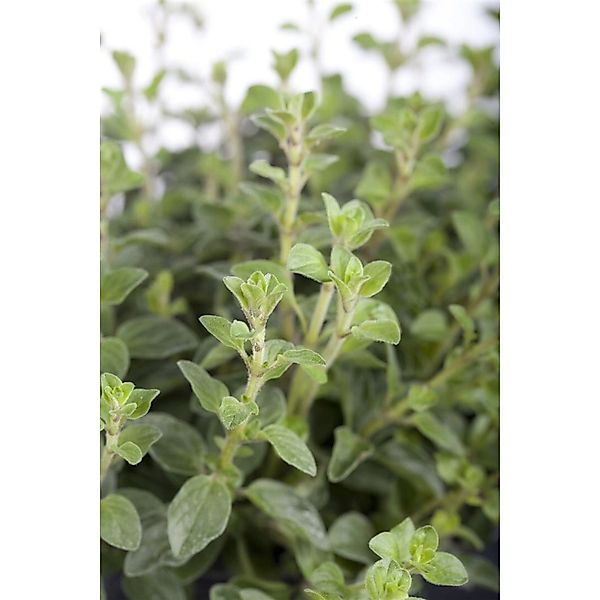 Pflanzen für Dich Staude Origanum vulgare, 1 St., Oregano, Wilder Majoran, günstig online kaufen