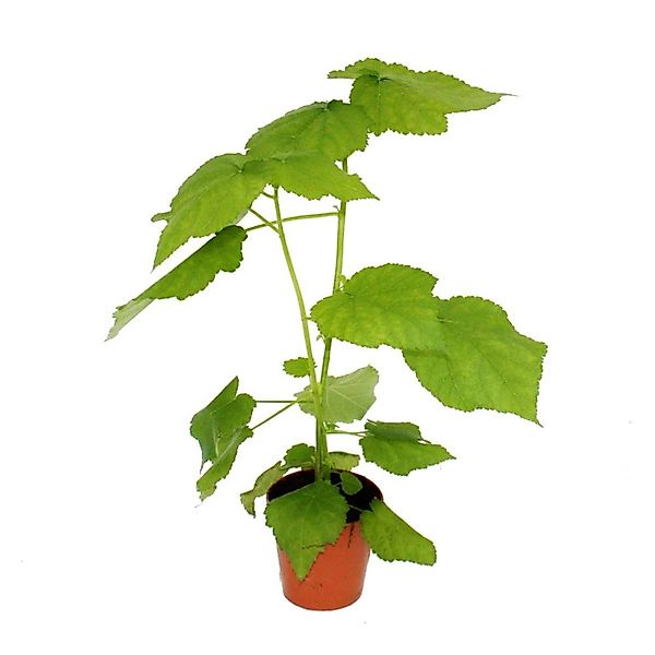 Exotenherz Zimmerlinde Sparmannia Africana 17cm Topf günstig online kaufen