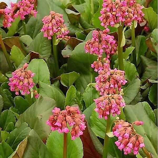 Bergenie Abendglocken - Bergenia cordifolia günstig online kaufen