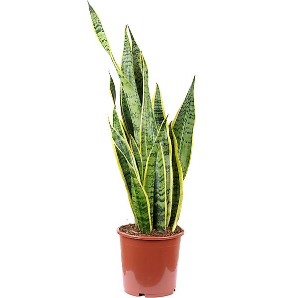 Flowerbox Zimmerpflanze Bogenhanf - Sansevieria trifasciata Laurentii, echt günstig online kaufen
