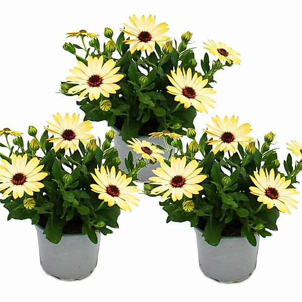 Exotenherz Kapkörbchen Osteospermum Ecklonis 11cm Topf Set mit 3 Pflanzen G günstig online kaufen