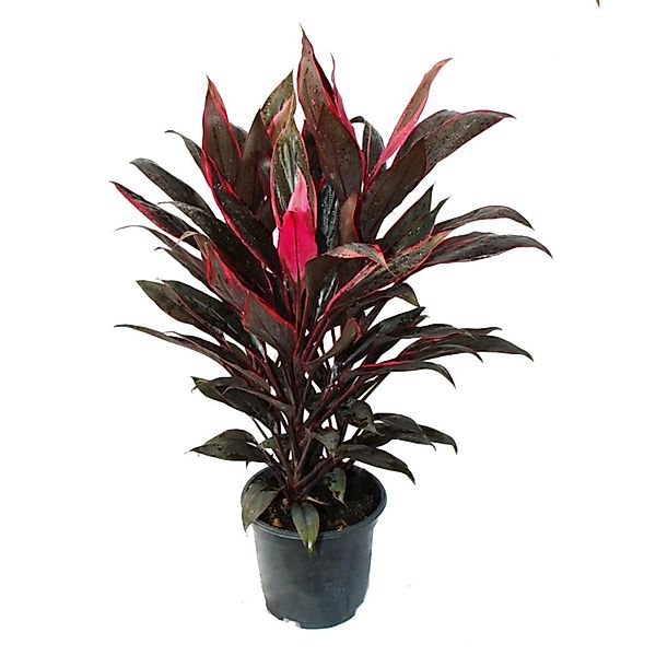Exotenherz Zimmerpflanze Cordyline fruticosa, Keulenlilie, rot im 19cm Topf günstig online kaufen