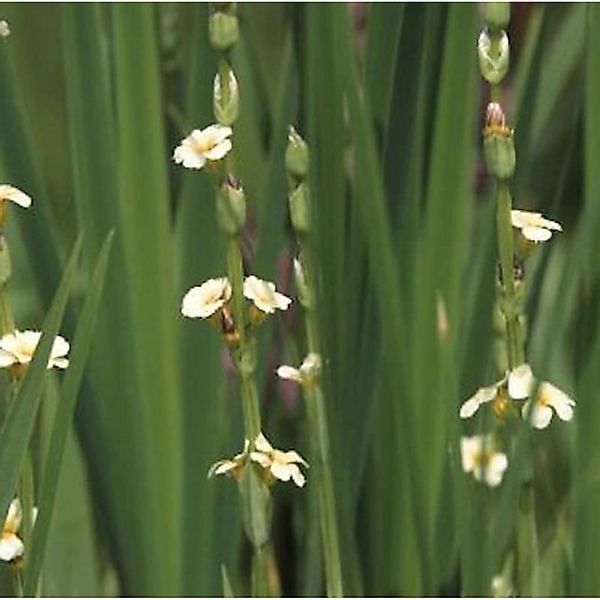 Große Binsenlilie - Sisyrinchium striatum günstig online kaufen