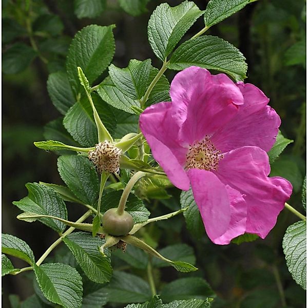 Apfelrose Rubra 30-40cm - Rosa rugosa rubra günstig online kaufen