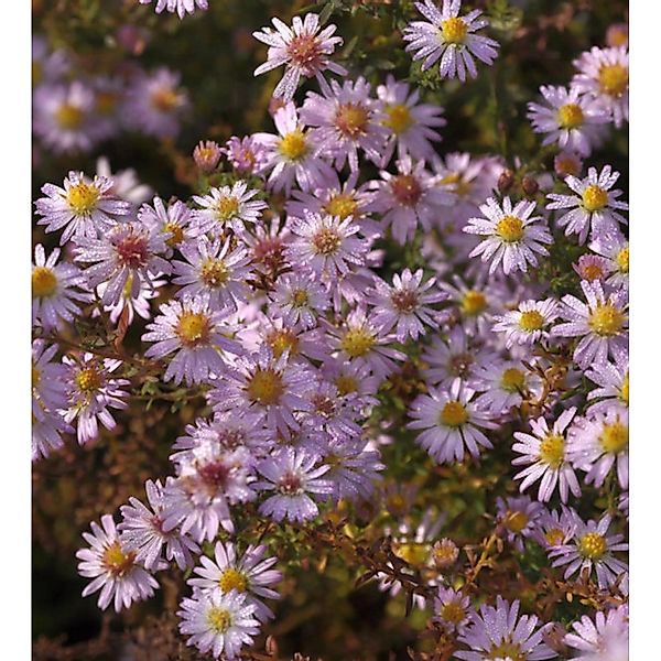 Myrtenaster Pink Cloud - Aster ericoides günstig online kaufen