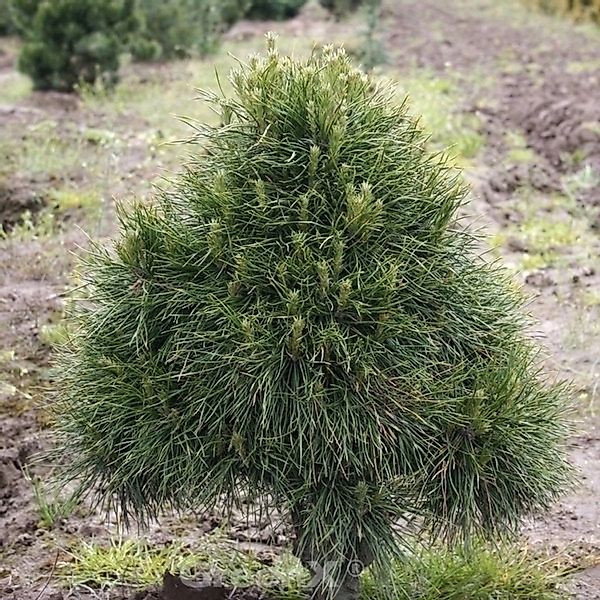 Kugelige Zwerg Kiefer Globosa Viridis 40-50cm - Pinus sylvestris günstig online kaufen