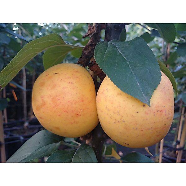 Apfel Goldparmäne 100 - 120 cm Malus domestica günstig online kaufen